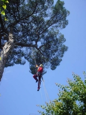 Lavori in quota su fune alberi - Sandro Alessandria